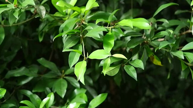 Leaves of the Sawo tree swaying in sunlight