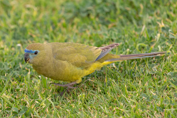 Rock parrot (Neophema petrophila) at the Cape Leeuwin south of Augusta in Western Australia
