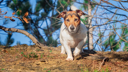 Jack Russell terrier - one of the dog breeds belonging to the group of terriers in the short-legged terriers section. The breed was created from the English Parson Jack Russell terrier .