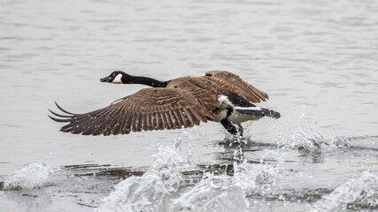 Kanadagans (Branta canadensis)