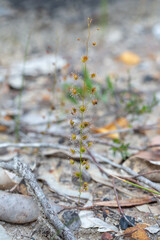 Drosera marchantii, an upright growing carnivorous plant, seen northeast of Augusta in South...