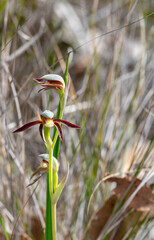The western australia endemic Rattle Beak Orchid (Lyperanthus serratus) seen northeast of Augusta...