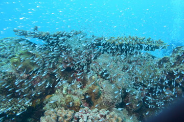 奄美大島 No.18 小魚