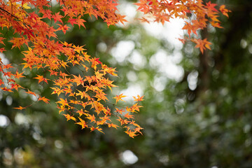 冬の公園の綺麗な紅葉の風景