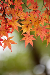 冬の公園の綺麗な紅葉の風景