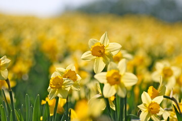 Fototapeta premium 水仙の花