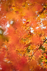 冬の公園の綺麗な紅葉の風景