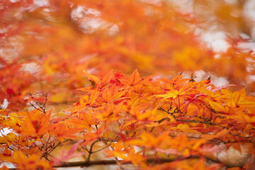 冬の公園の綺麗な紅葉の風景