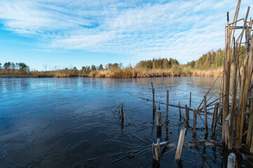 Ice covered lake with reeds in right side and background under a light cloud covered blue sky 