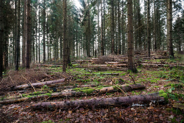 Spruce tree forest with lots of tree trunks laying spread on the forest floor after being cut down