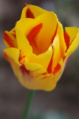 黄色と赤のチューリップ