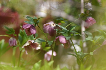 クリスマスローズ