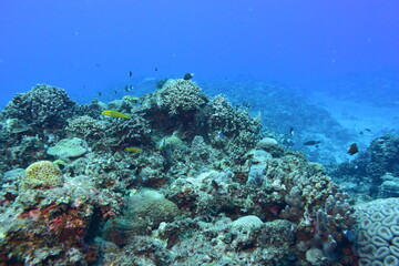 奄美大島 No.18 漁礁