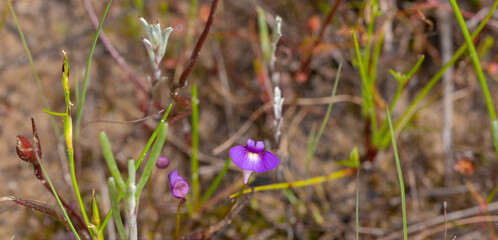 some flowers of the tiny annual Bladderwort Utricularia violacea seen close to Bunbury in Western Australia