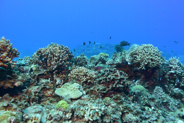 Fototapeta na wymiar 奄美大島 No.18 漁礁