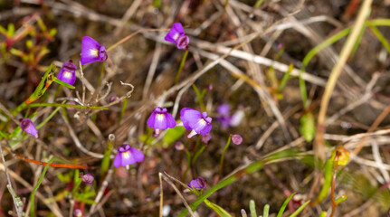 some flowers of the tiny annual Bladderwort Utricularia violacea seen close to Bunbury in Western Australia