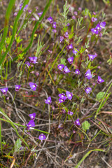 some flowers of the tiny annual Bladderwort Utricularia violacea seen close to Bunbury in Western Australia