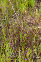 The rare red form of Drosera gigantea in natural habitat seen east of Bunbury in Western Australia, view from the side
