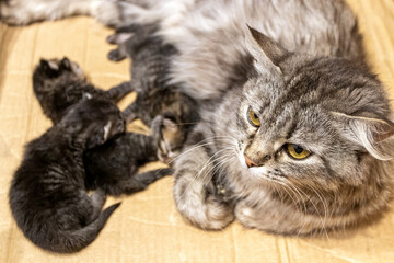 Naklejka na ściany i meble Domestic cat female with three 3 days old kittens in a cardboard box