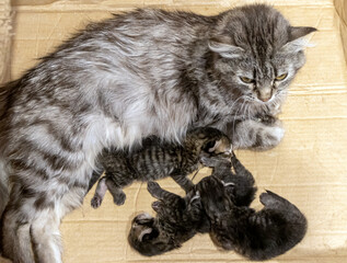 Obraz premium Domestic cat female with three 3 days old kittens in a cardboard box
