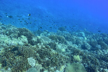 Fototapeta na wymiar 奄美大島 No.19 珊瑚