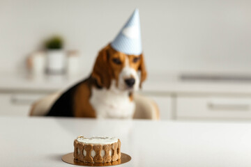 A sad beagle dog is waiting for his birthday cake. Focus on cake.
