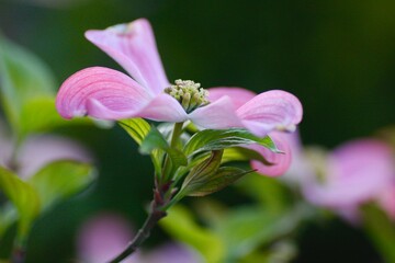 ピンク色のハナミズキの花