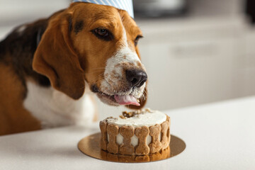 Birthday for a dog of breed beagle. Happy dog eats delicious cake and licks his tongue