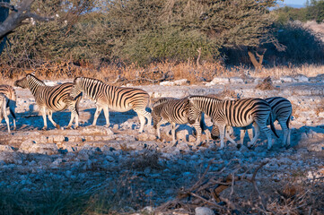 Fototapeta na wymiar Burchells zebras walking