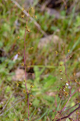 The giant Sundew Drosera gigantea on a granite rock close to Waroona in Western Australia, view from the side