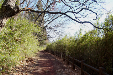 笹の間の遊歩道／比丘尼山横穴墓群（埼玉県東松山市）