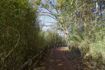 竹藪の間の遊歩道／比丘尼山横穴墓群（埼玉県東松山市）