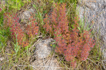 The stem-forming red Sundew Drosera stolonifera on a granite rock close to Harvey in Western Australia, view from the side