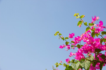 Pink Bougainvillea flower under blue sky for wallpaper or backgrpund