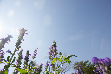 Purple Salvias flowers with sky for wallpaper or backgrpund