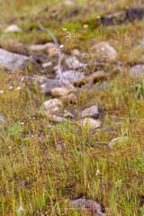 The giant Sundew Drosera gigantea on a granite rock close to Waroona in Western Australia, view from the side