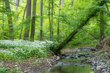 Obraz premium Goldbach Blankenburg Bärlauch im Wald