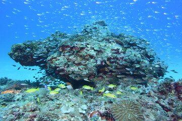 奄美大島 No.19 漁礁