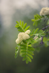 A blooming rowan with green leaves