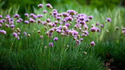 Purple flowers in the garden. Onion, or chives, is a perennial herbaceous plant Latin name: Allium schoenoprasum. - Powered by Adobe