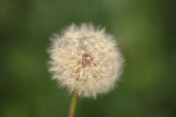 Close up of a dandelion with a soft background
