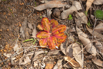 The flat rosette of the carnivorous plant Drosera collina close to Harvey in Western Australia, view from above