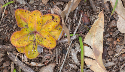 The flat rosette of the carnivorous plant Drosera collina close to Waroona in Western Australia, view from above