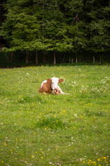 A brown white cow in a green meadow
