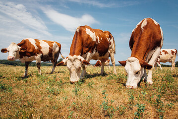 Fototapeta na wymiar des vaches mangeant dans un champ. Des vaches broutant dans un pré. Un troupeau de vaches