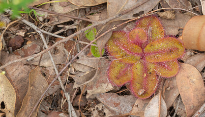 The flat rosette of the carnivorous plant Drosera collina close to Harvey in Western Australia, view from above