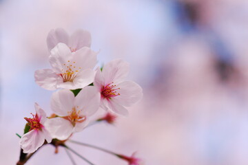 暖かい春に咲いたサクラ