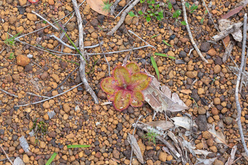 The flat rosette of the carnivorous plant Drosera collina close to Harvey in Western Australia, view from above