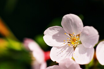 Fototapeta na wymiar 綺麗な花びらを持った桜の花