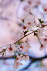 上を見上げれば頭上の桜